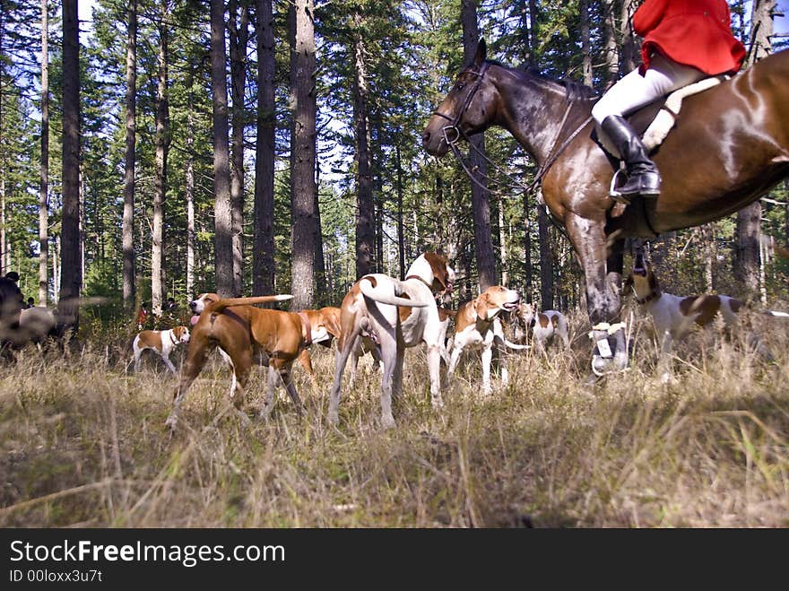 Hounds performing at the Woodbrook Hunt Club. Hounds performing at the Woodbrook Hunt Club