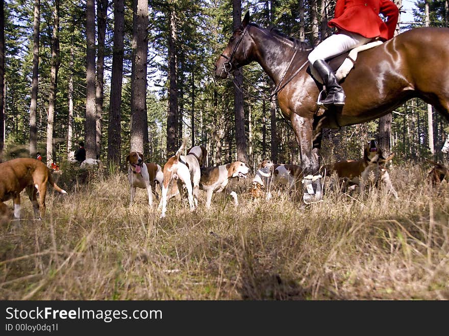 Hounds performing at the Woodbrook Hunt Club. Hounds performing at the Woodbrook Hunt Club