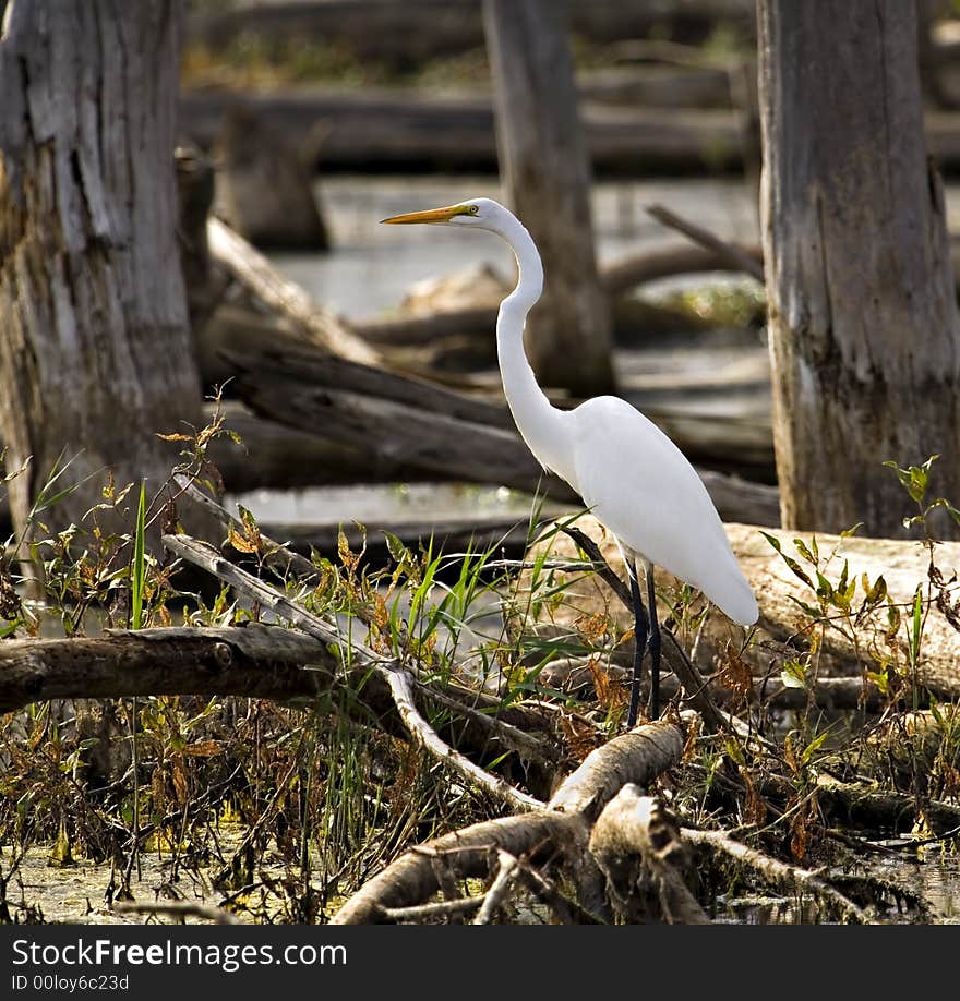 Great egret standing in a marsh. Great egret standing in a marsh