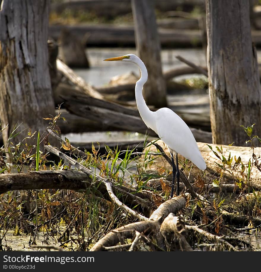 Egret In A Marsh