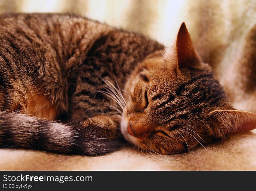 A cat sleeps on a blanket