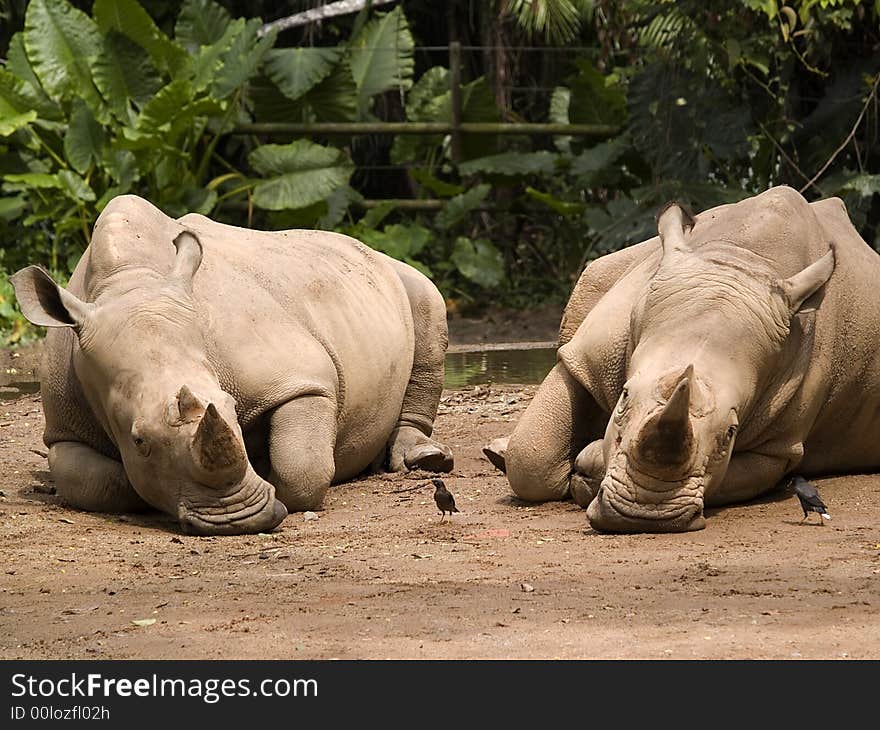 White Rhinoceros