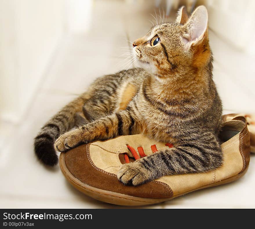 A cat lies on a shoe