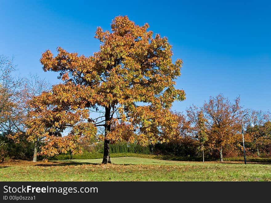 A oak,maple and chestnuts forest.