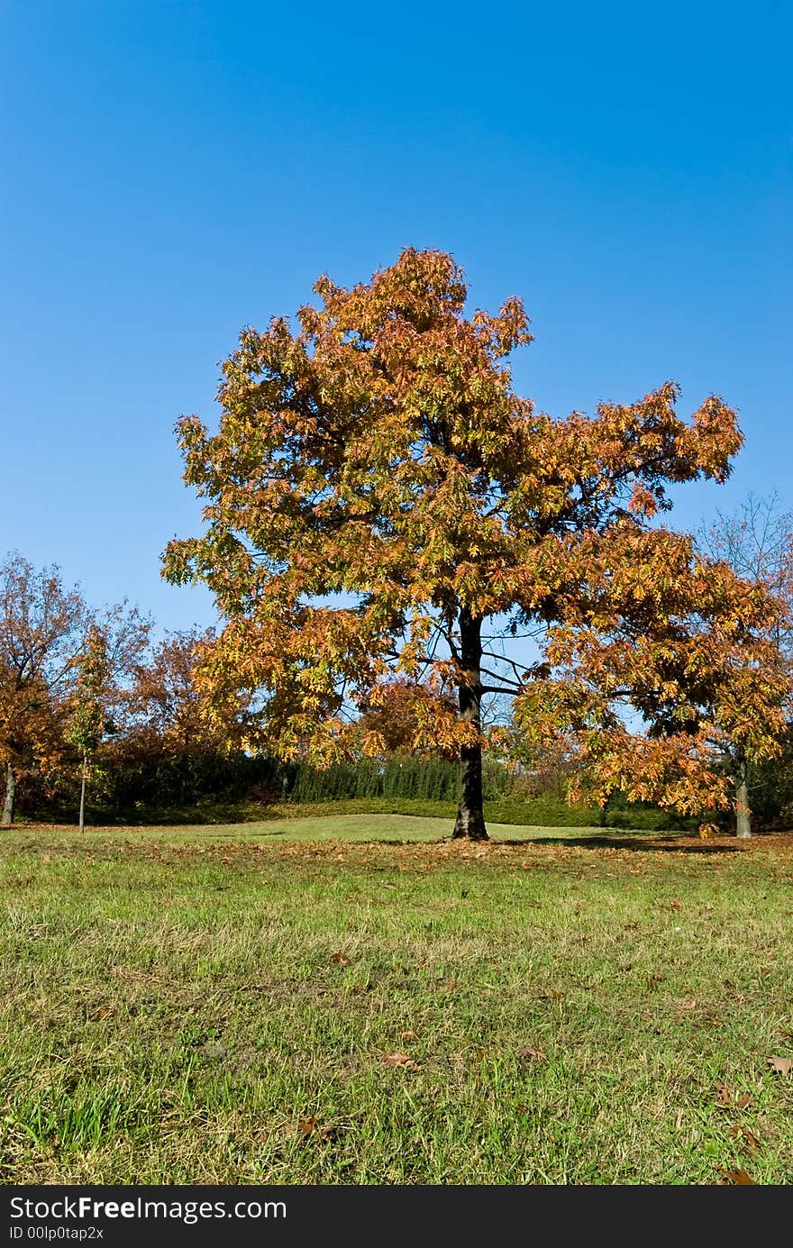 A oak,maple and  chestnuts  forest. A oak,maple and  chestnuts  forest.