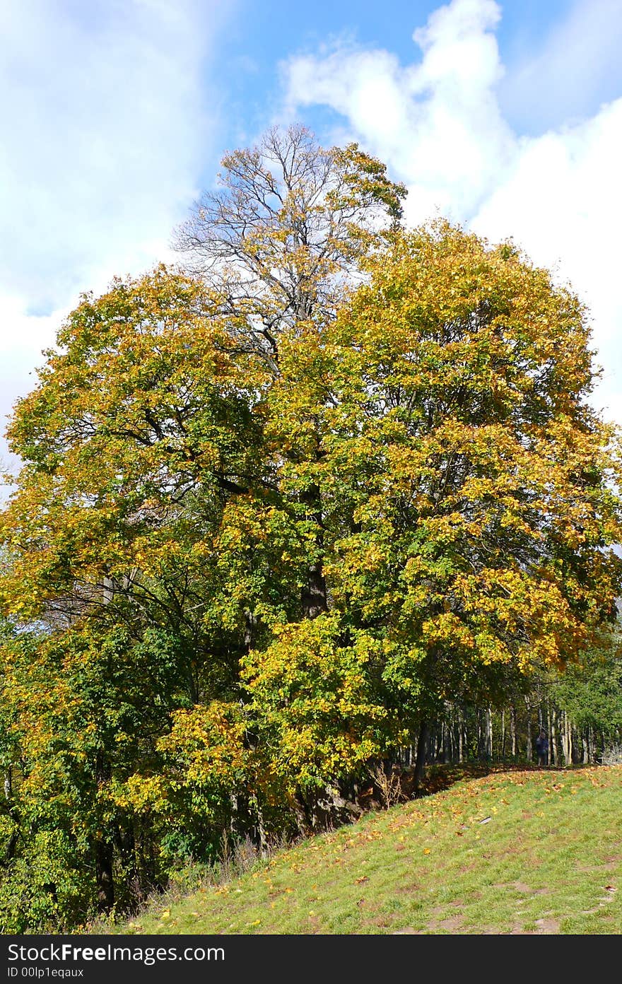 Photo of the autumn tree with yellow leafs with the blue sky on the background