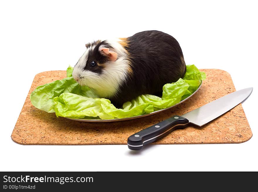 Guinea Pig On A Dinner Table