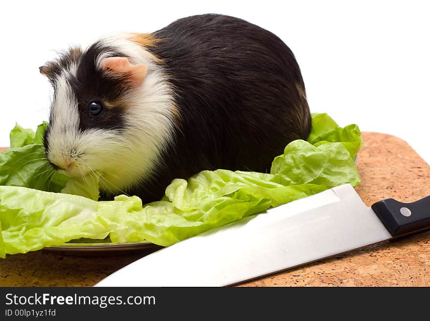 Guinea Pig On A Dinner Table