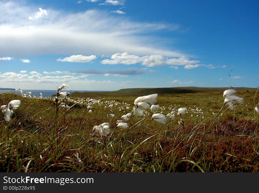 Cotton wool in scotland near coast