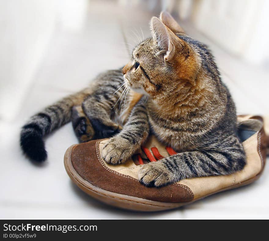 A beautiful cat lies on a shoe and guards them