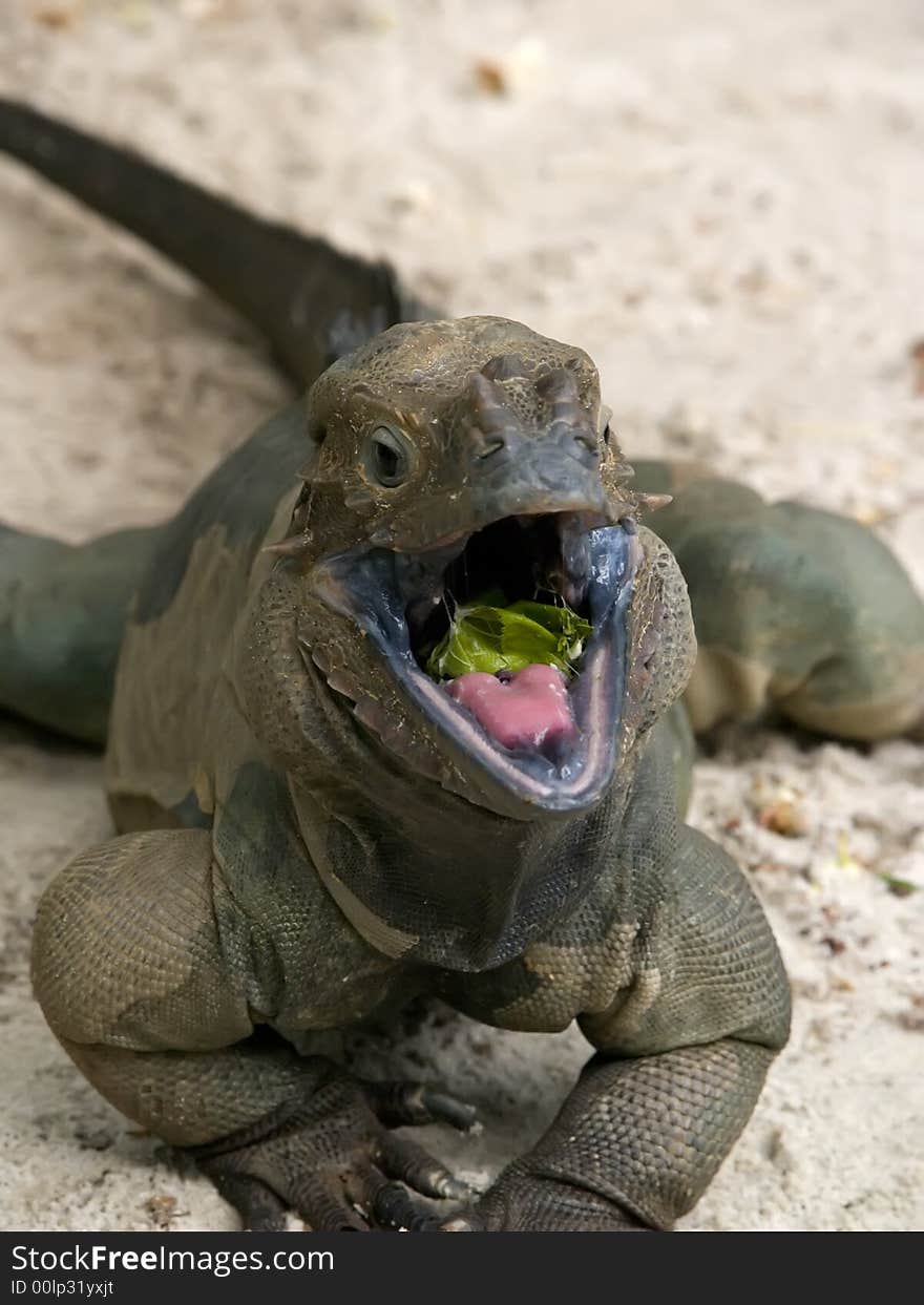 Rhinoceros Iguana