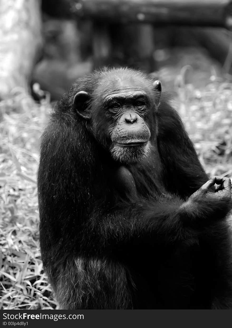 Chimpanzee taken at Singapore Zoological Gardens