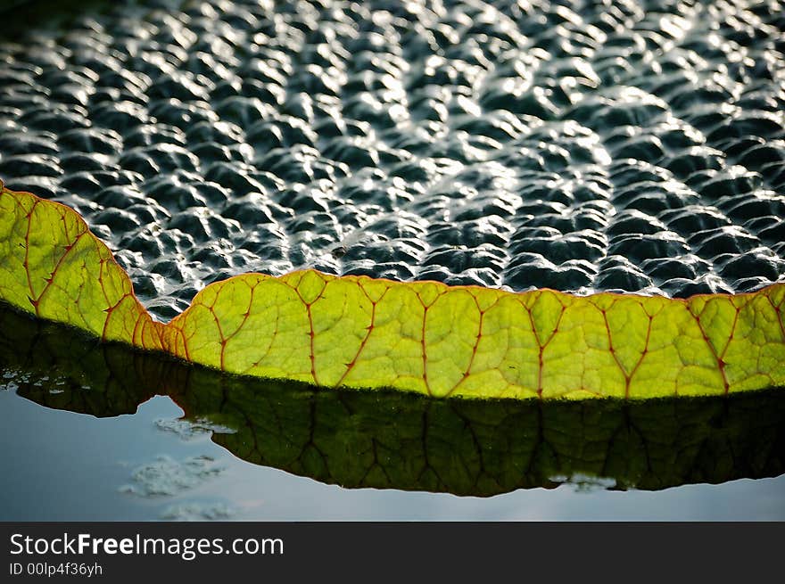 Royal water lily