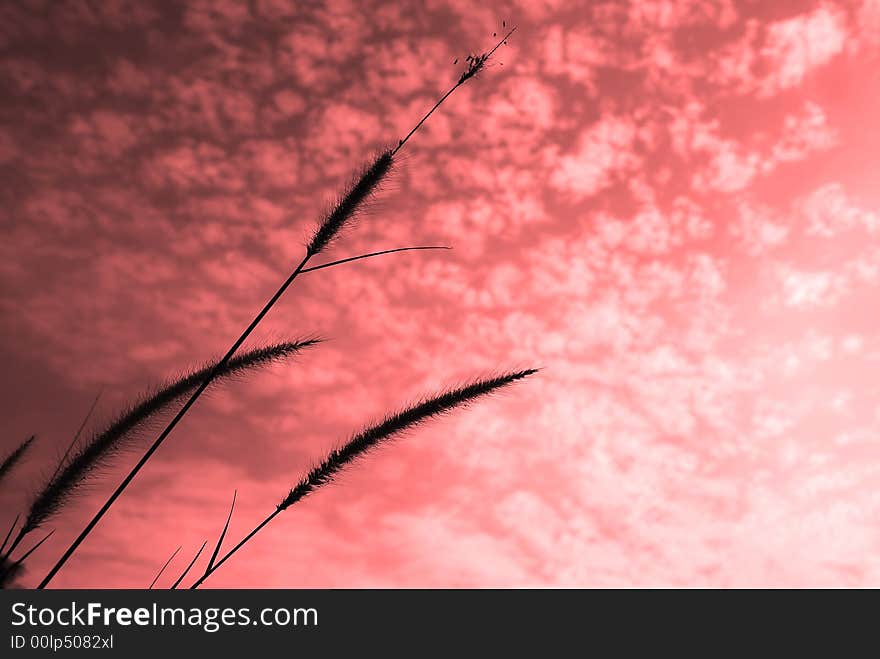 A tall tropical grass, Lalang with clouds