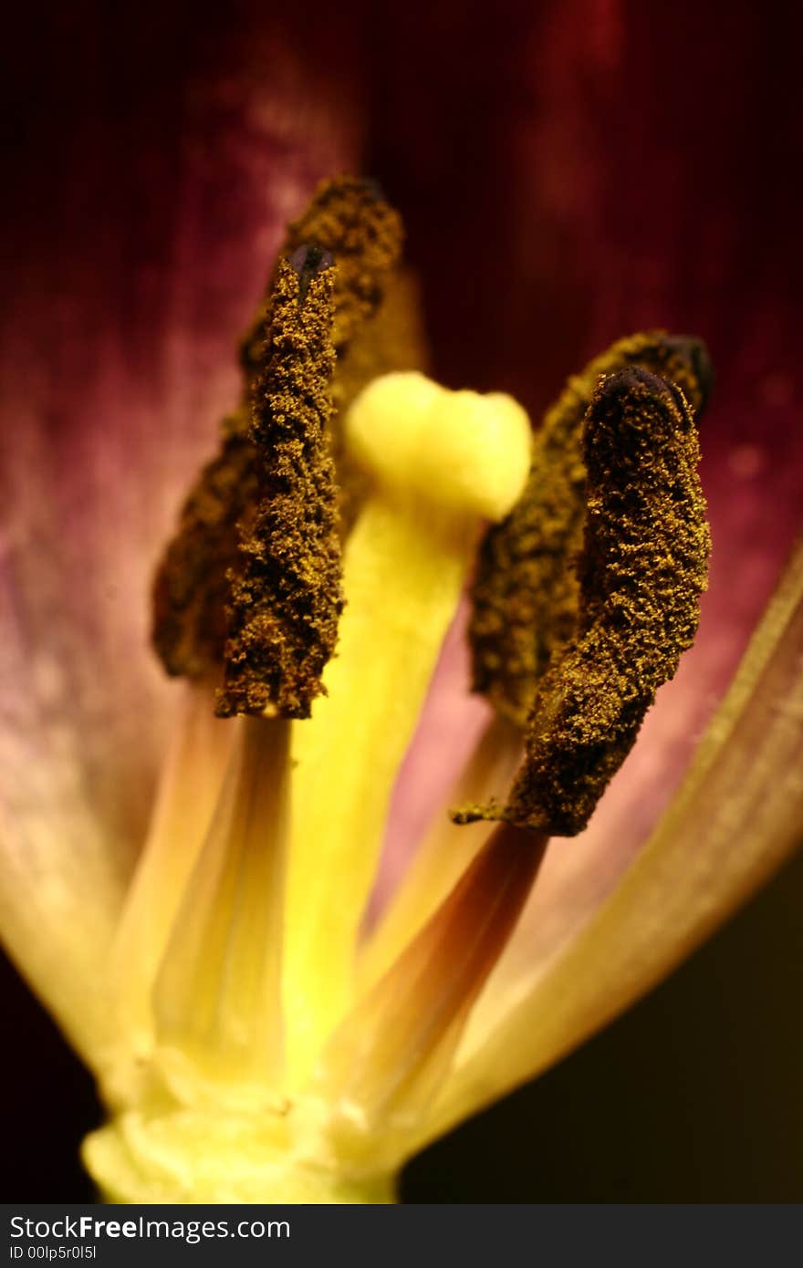 Tulip