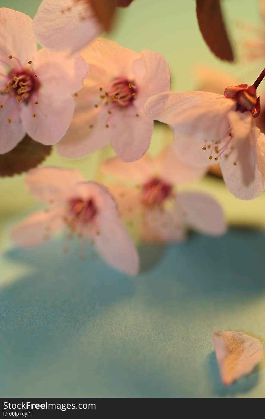 Close up of a pink cherry flower ,extreme close up