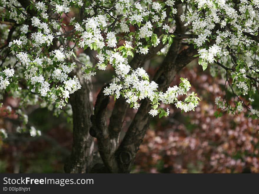 Summer was coming and flower were blooming. Summer was coming and flower were blooming.