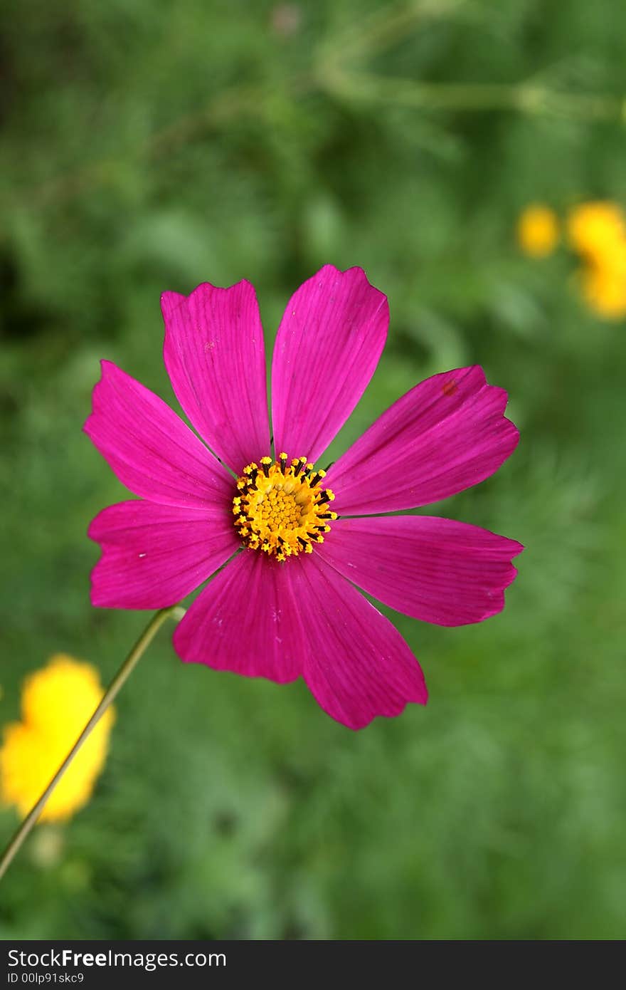 Flower on a green background