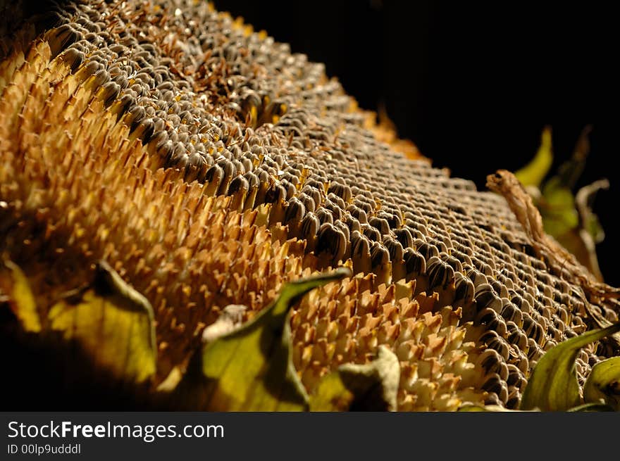 Sunflower Seeds