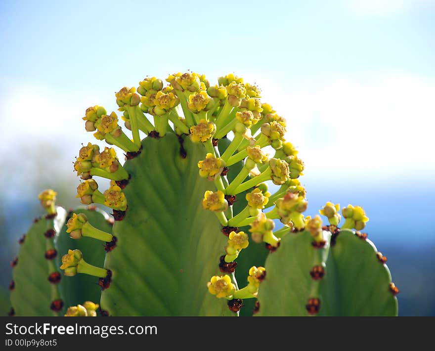 Close-up of pretty cactus flowers and fleshy leaf. Close-up of pretty cactus flowers and fleshy leaf