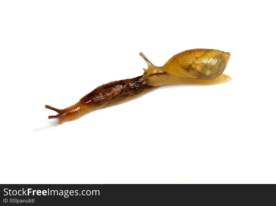 Snailrace