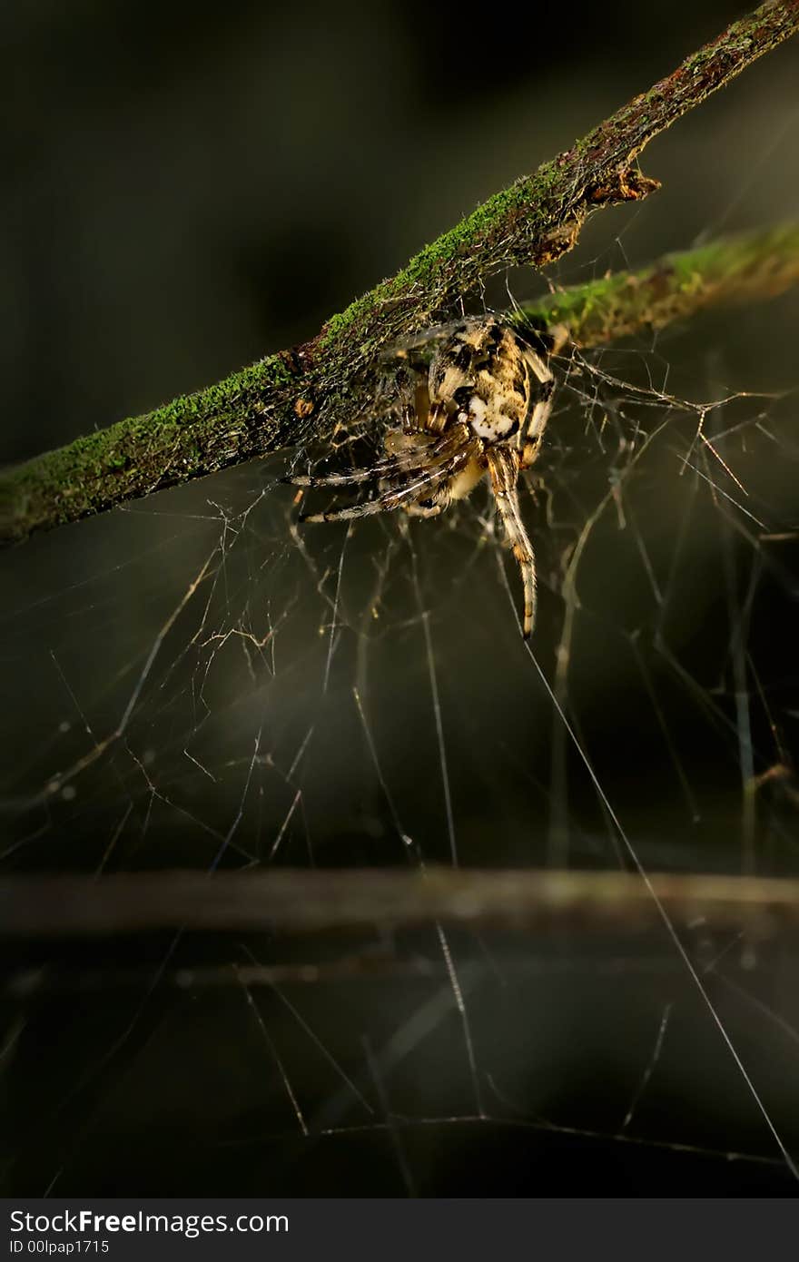 Small spider, checking his network. Small spider, checking his network