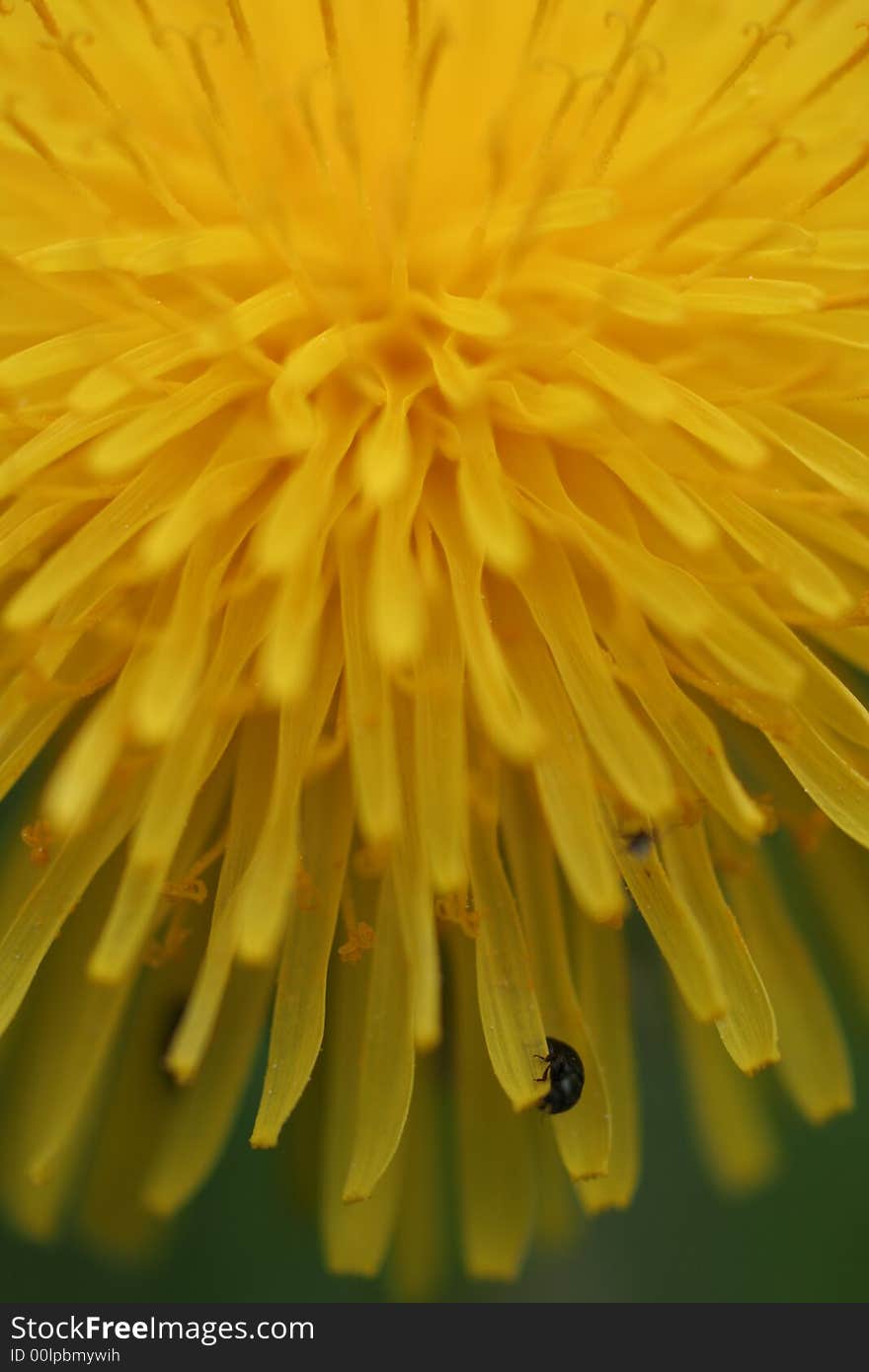 Dandelion