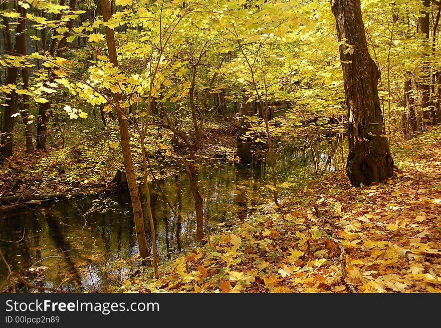 Small river bordered with trees with yellow leaves. Small river bordered with trees with yellow leaves