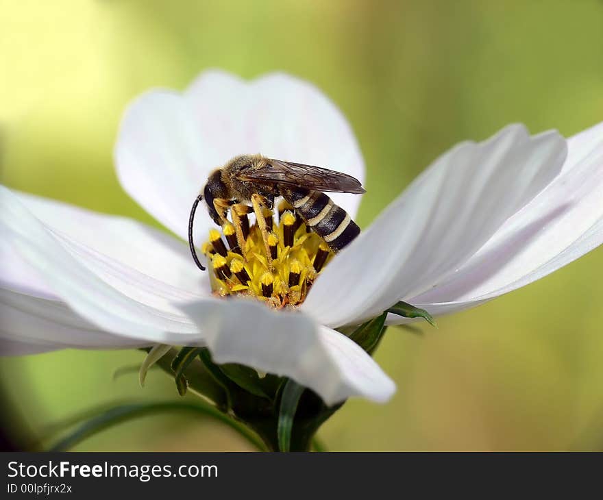 Macro shot of a bee on the flower