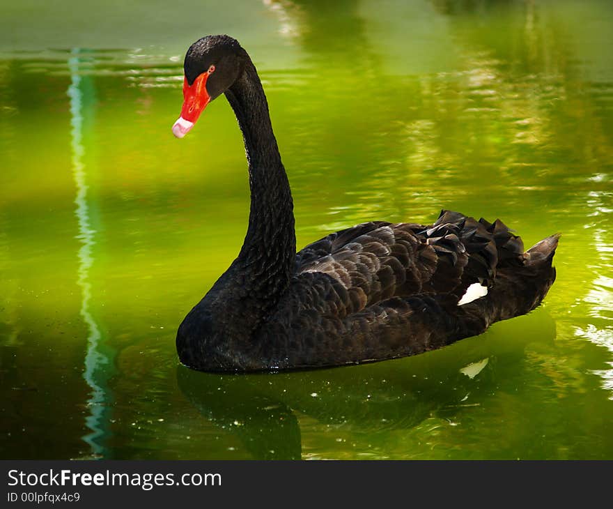 Swan that waves on the water