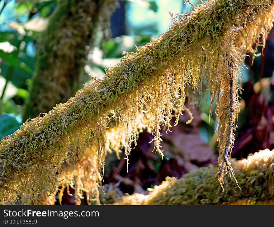 A shot of a limb that is covered with hanging Moss. A shot of a limb that is covered with hanging Moss.