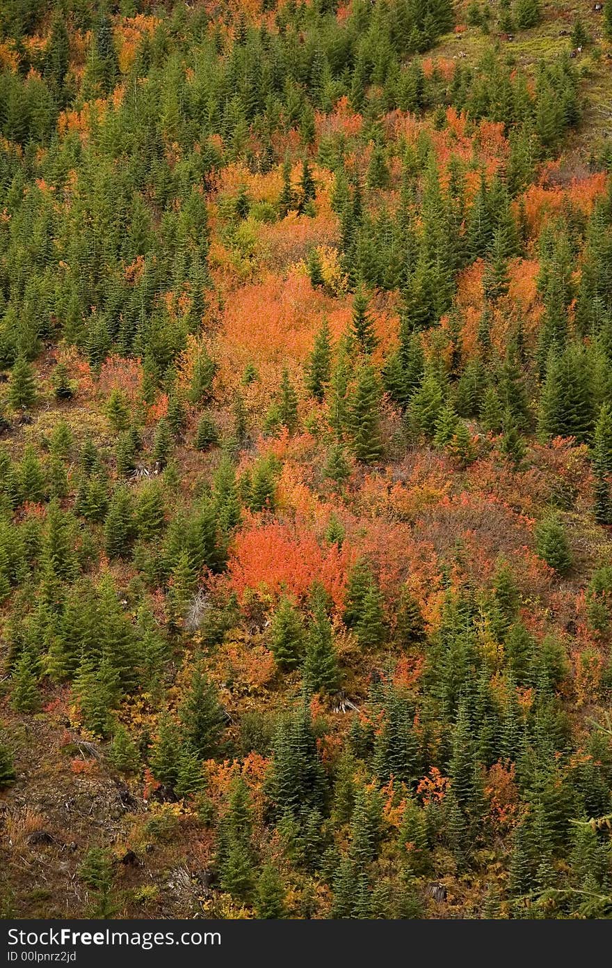 Color patterns formed by green yellow and red plants on a mountain slope. Color patterns formed by green yellow and red plants on a mountain slope