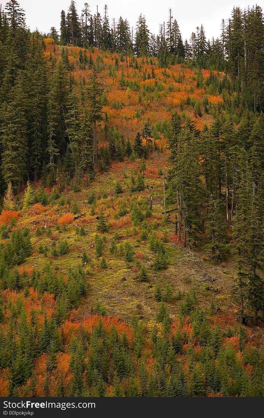 Color patterns formed by green yellow and red plants on a mountain slope. Color patterns formed by green yellow and red plants on a mountain slope