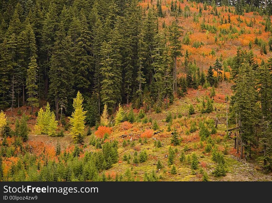 Color patterns formed by green yellow and red plants on a mountain slope. Color patterns formed by green yellow and red plants on a mountain slope