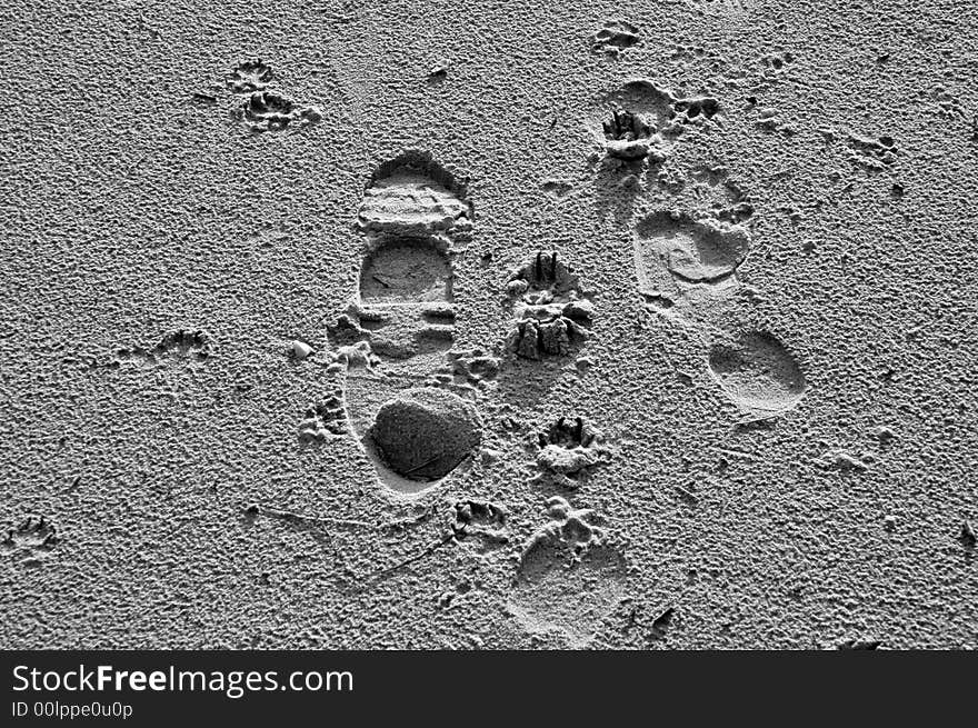 Foot print on the sand in black and white. Foot print on the sand in black and white