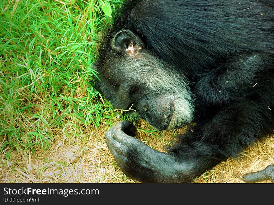 An old chimpanzee sleeping in the grass. An old chimpanzee sleeping in the grass.