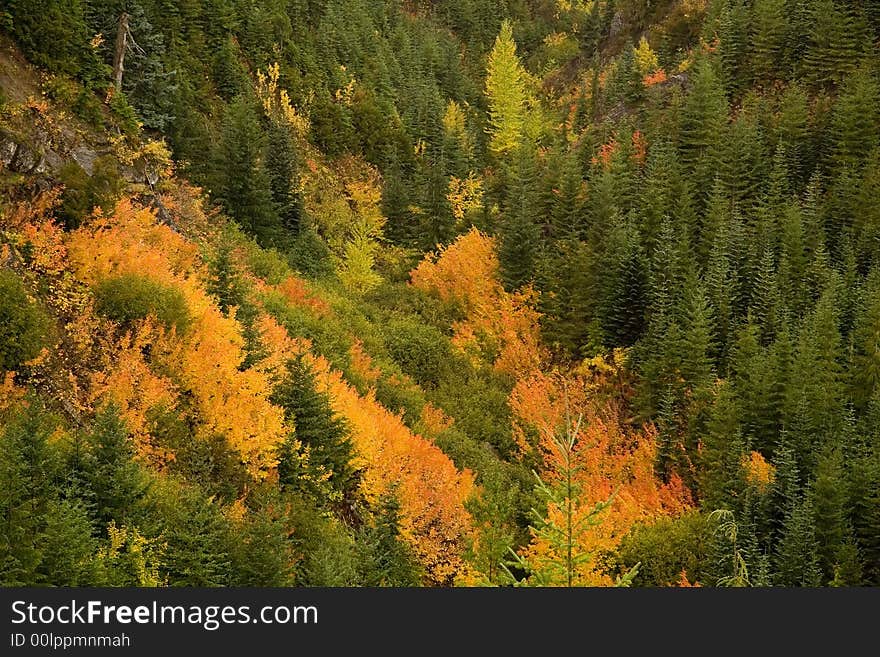 Color patterns formed by green yellow and red plants on a mountain slope. Color patterns formed by green yellow and red plants on a mountain slope