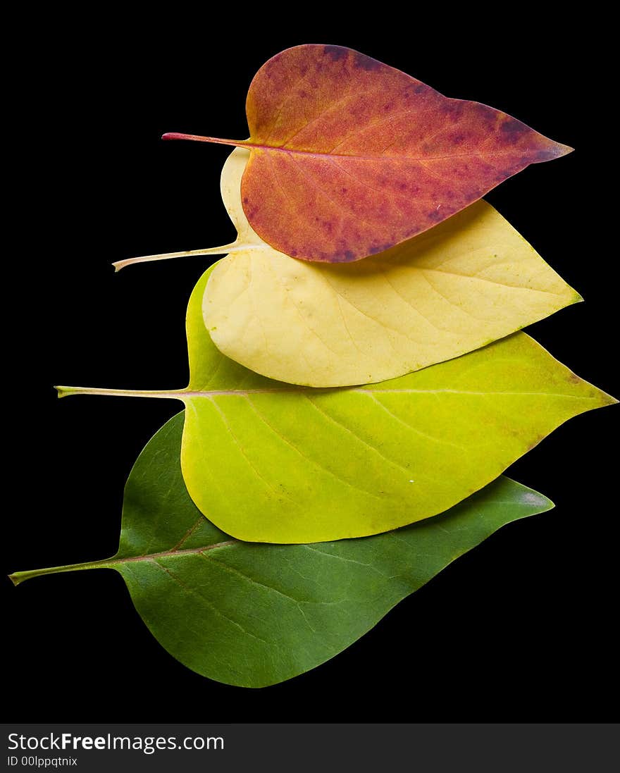 Patterns of autumn leaves isolated on black with clipping path. Patterns of autumn leaves isolated on black with clipping path