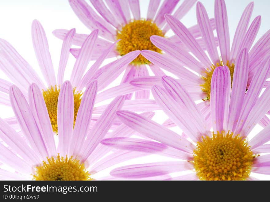 Pink asters flowers on light box