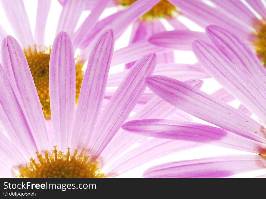 Pink asters on light box