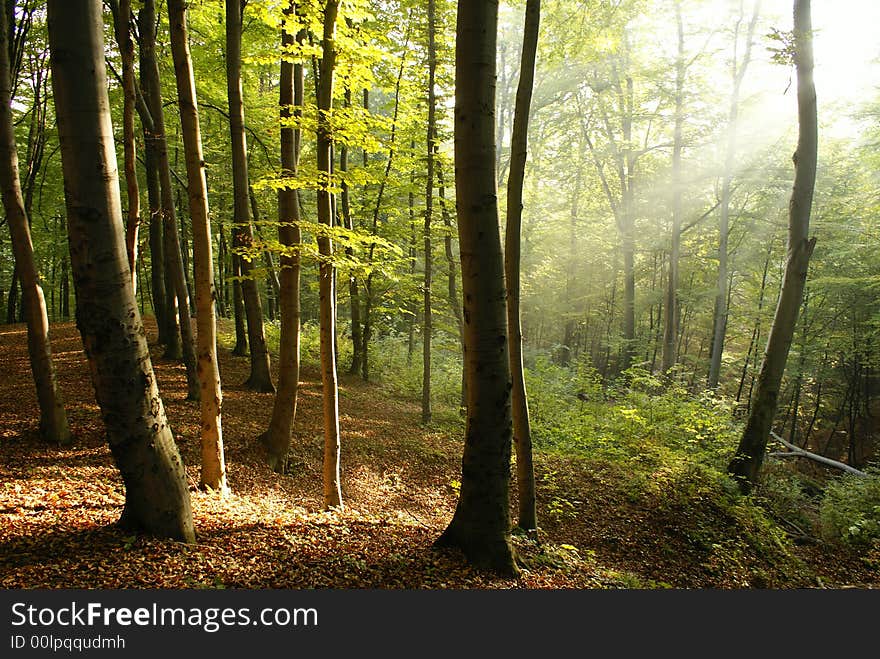 Solar beams making the way through a fog. Solar beams making the way through a fog