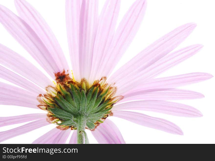 Close up of pink aster from behind