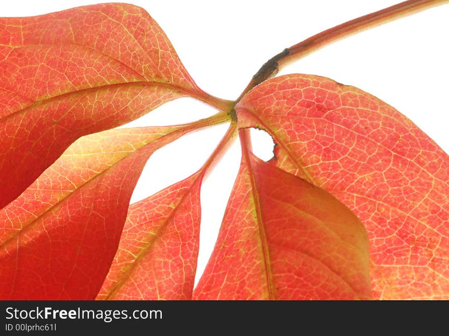 Orange  leaves on white background