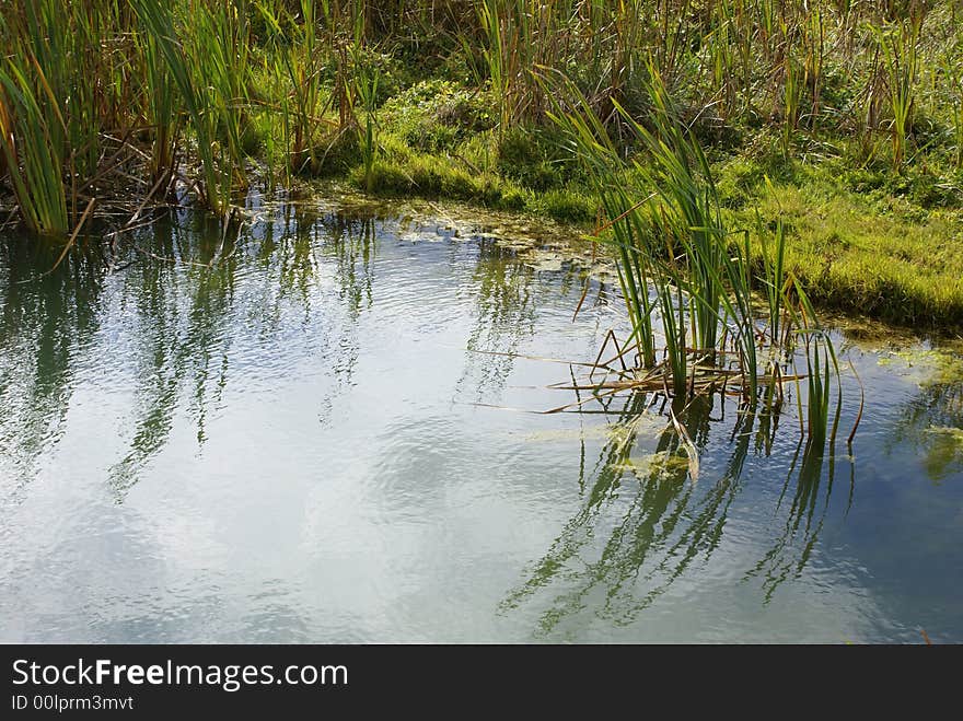 Cane and clouds are reflected in water. Cane and clouds are reflected in water