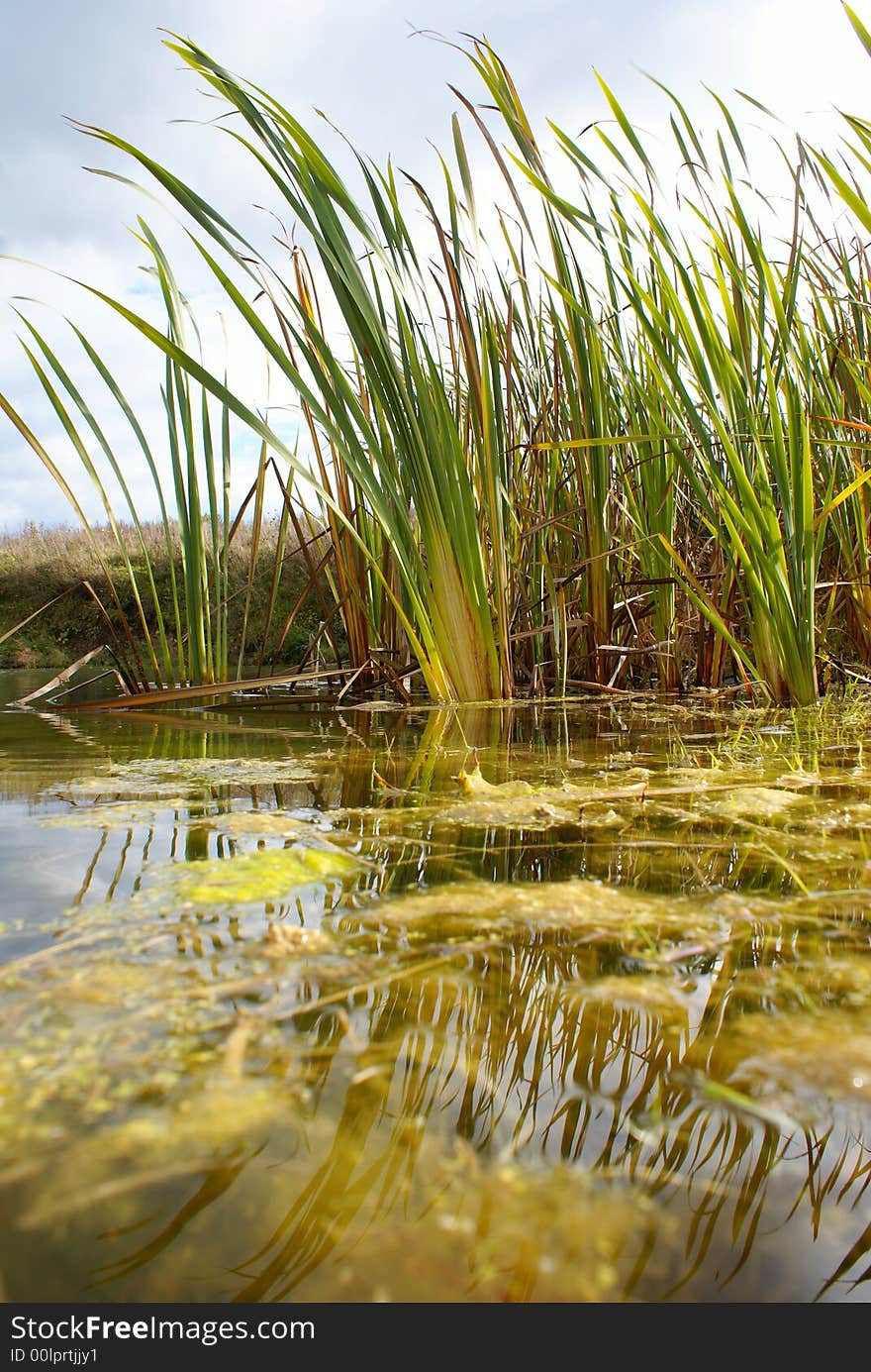 Cane growing in the middle of small lake