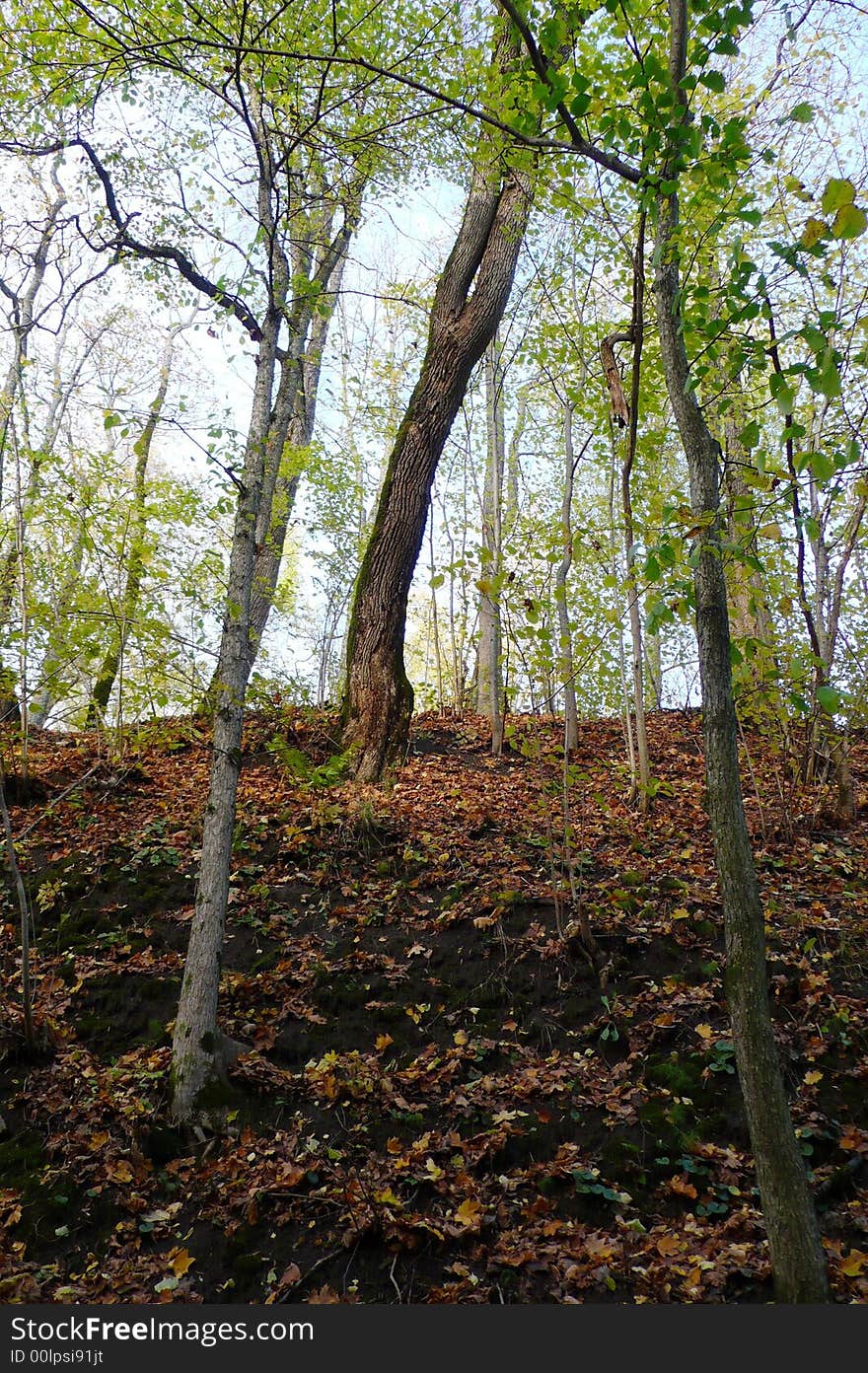 Yellow trees