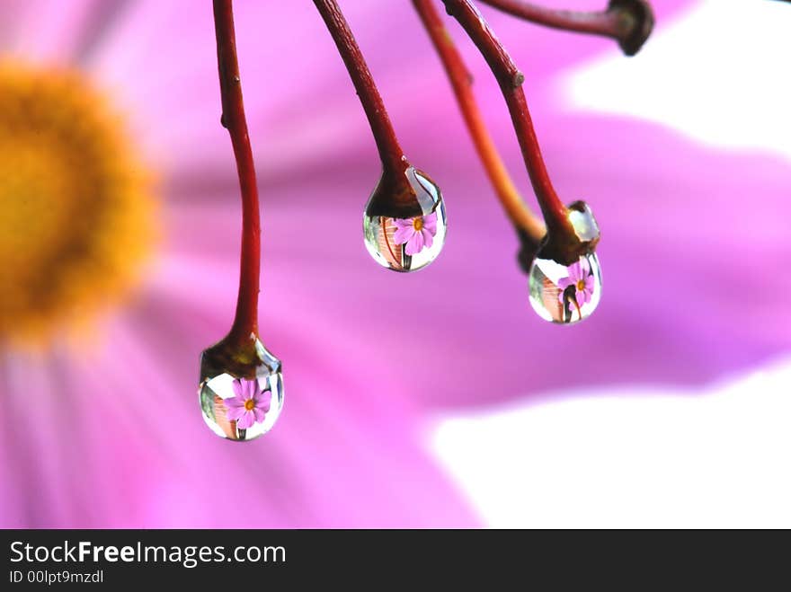 Water drops hanging from branches. Water drops hanging from branches