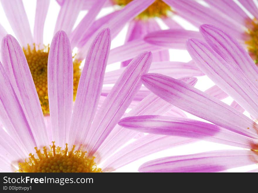 Asters