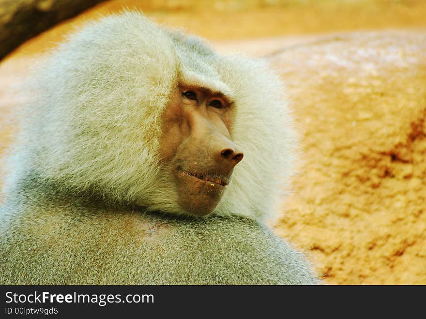 A happy smiling baboon gazing into the distant.