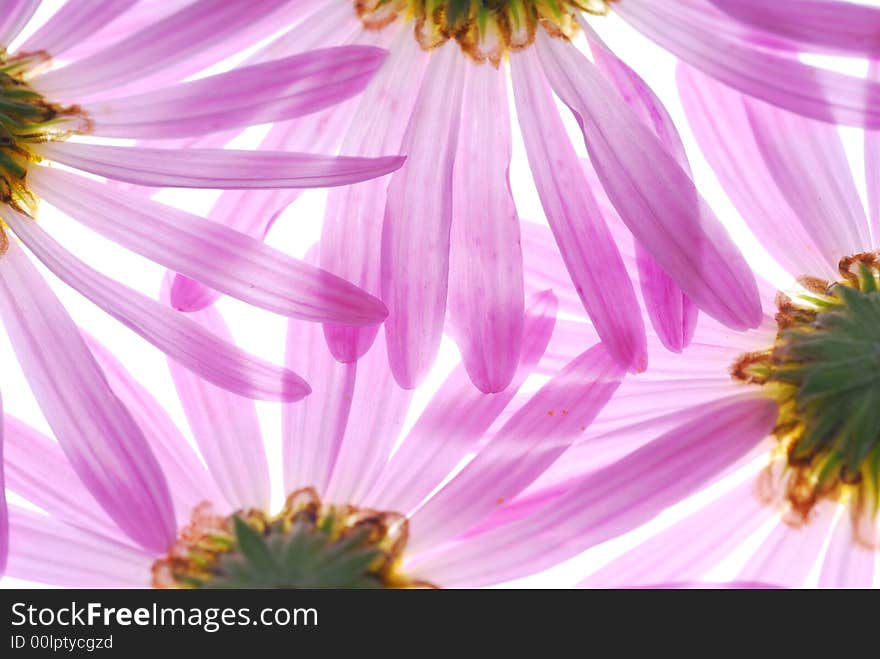 Aster flowers on light box. Aster flowers on light box